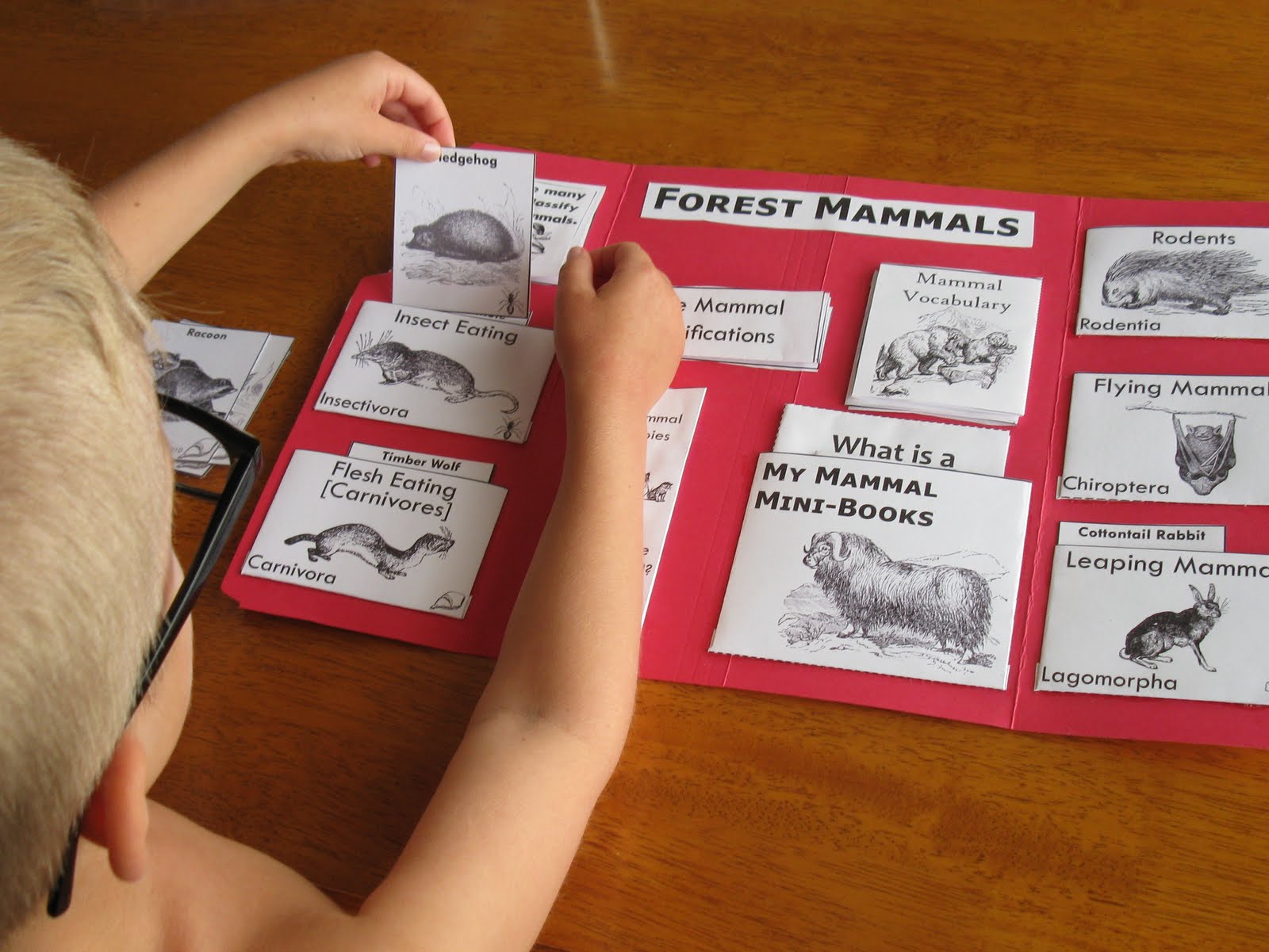 Owl Pellet Worksheet