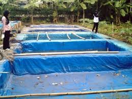 Lele Sangkuriang Cara Pembuatan Kolam Terpal