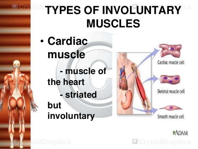 what controls the movements of involuntary muscles in the body