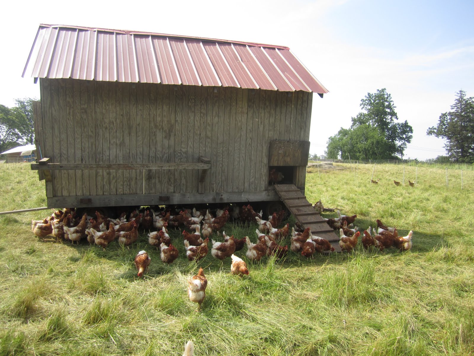 The Wade Family Stone Barns Collecting Eggs from the Chicken Coop