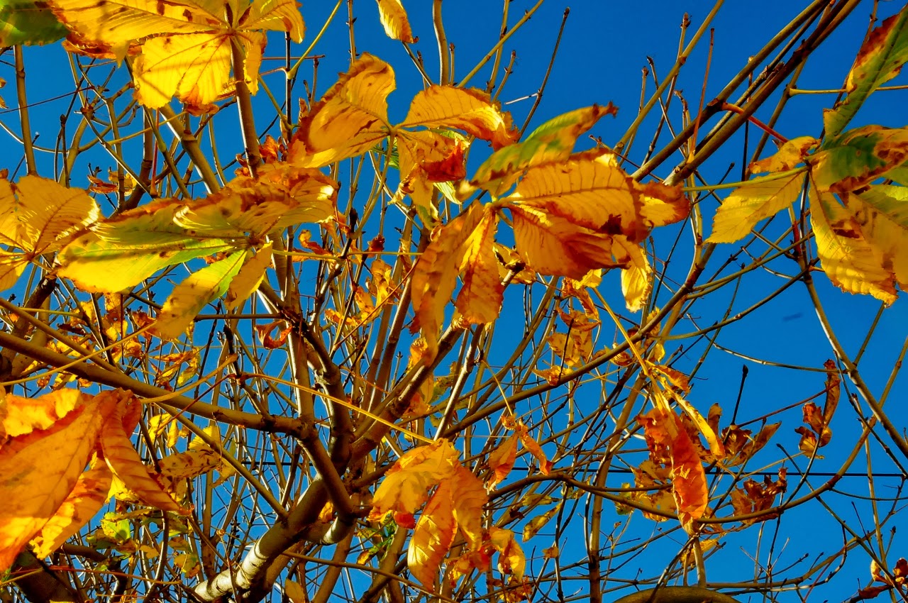 Grasgefluster Oktober 2013