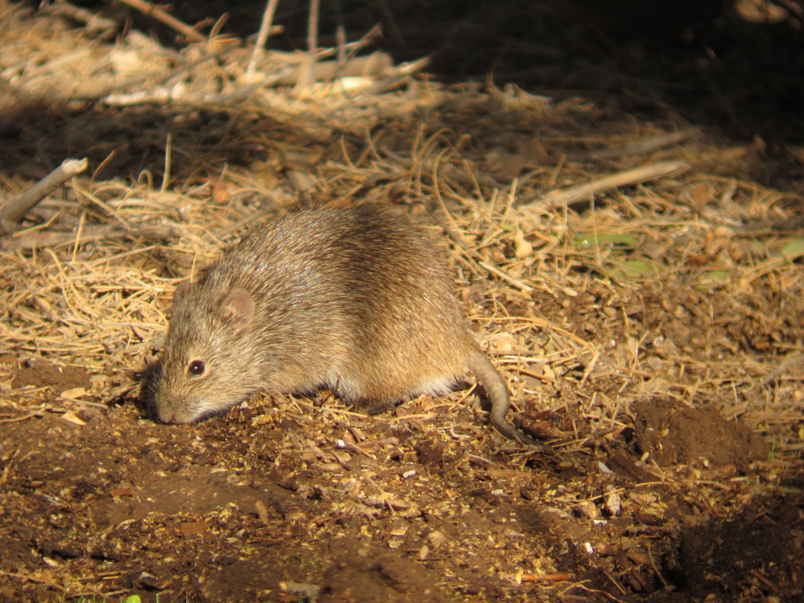 Birdernaturalist A New Mammal for the Yard List Arizona Cotton Rat