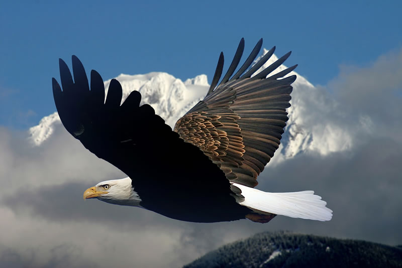 Wild Life Animal: Bald Eagle The Air Predator Animal