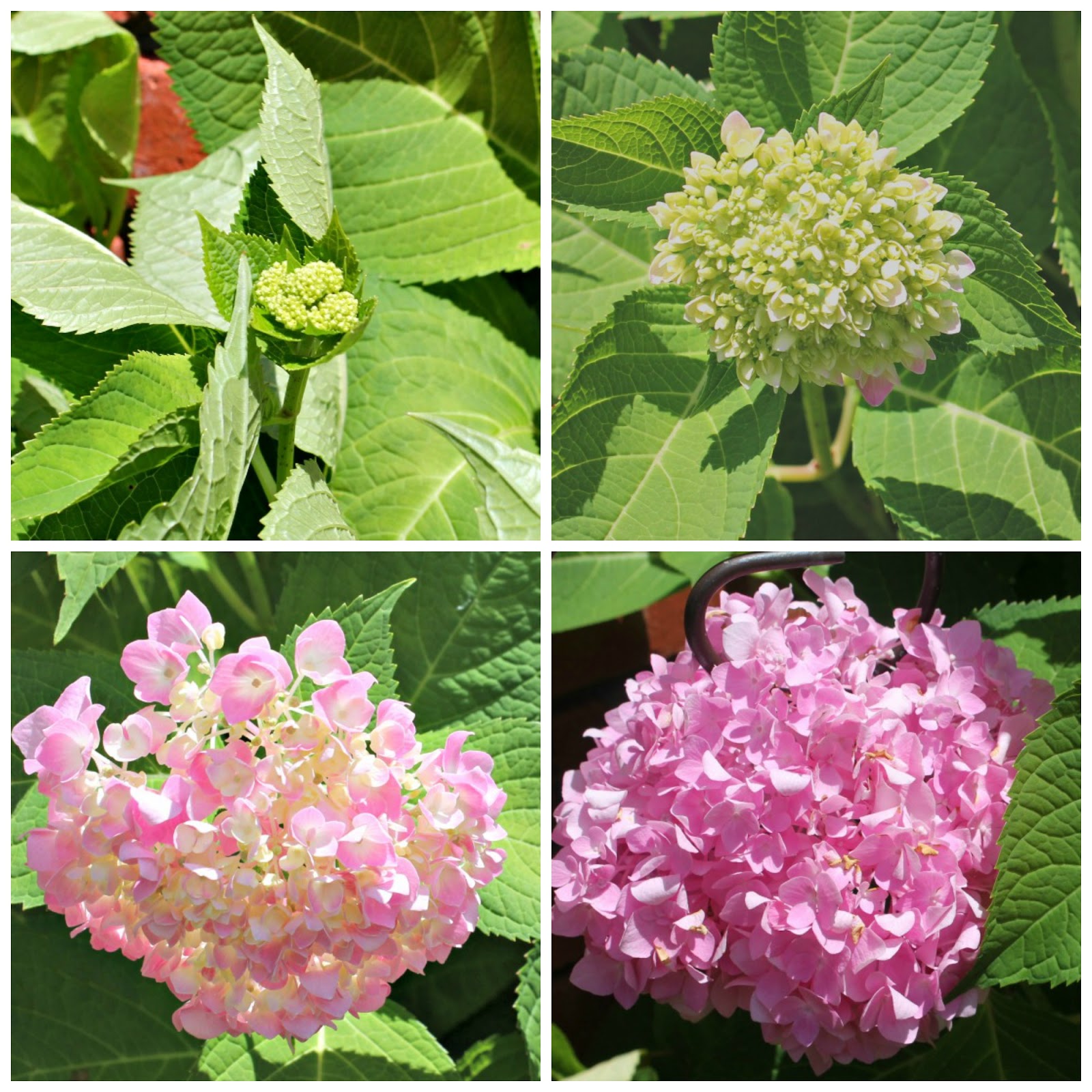 20 North Ora The Stages of the Hydrangeas