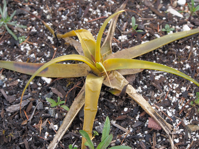 Lily Of The Valley Bush Stock Photos Lily Of The Valley Bush