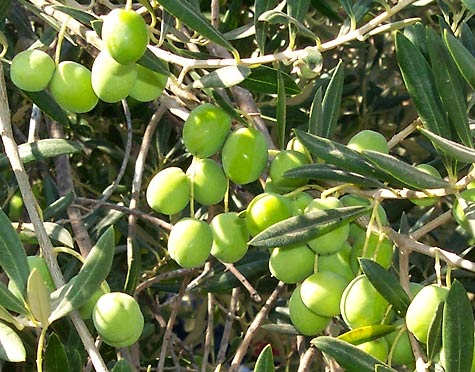 Olive Cultivation Consultancy