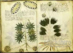Buku The Voynich Manuscript Penuh Misteri