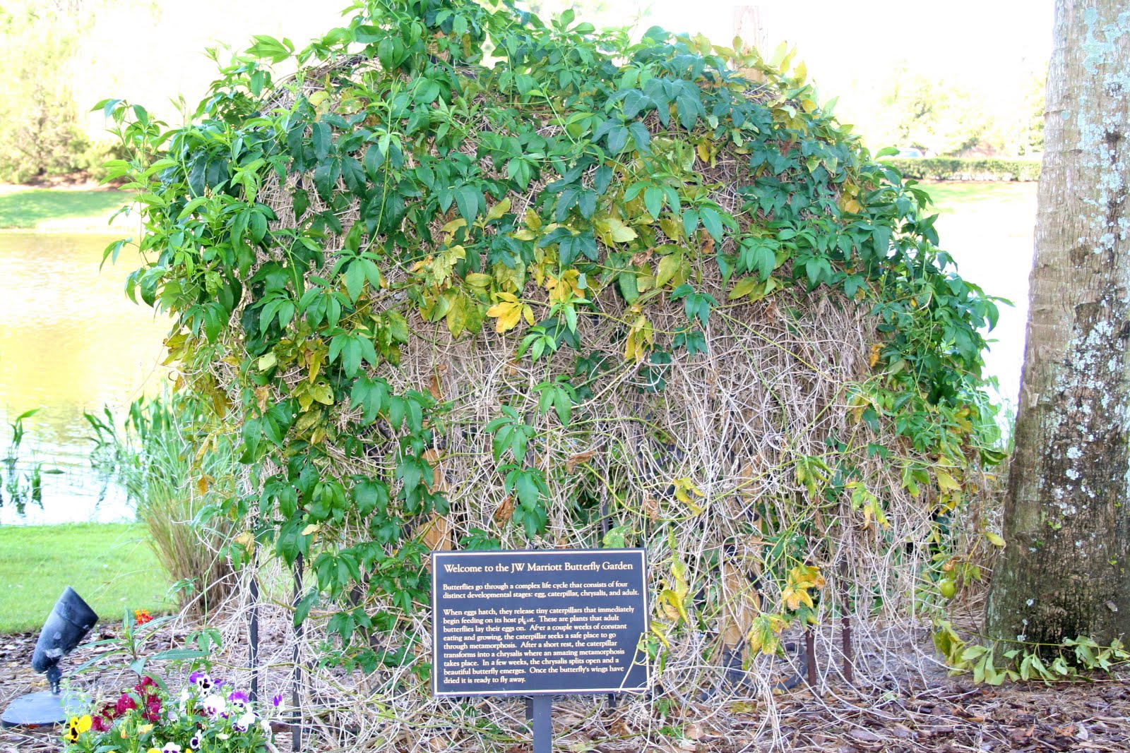 Milkweed Gardens Places Jw Marriott Orlando Butterfly Garden