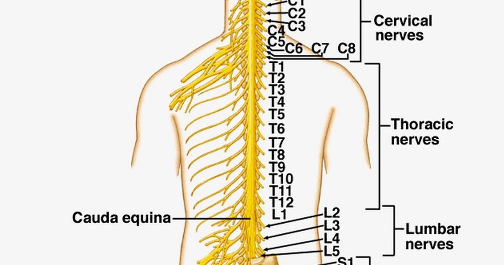 General Knowledge Updates: Peripheral Nervous System