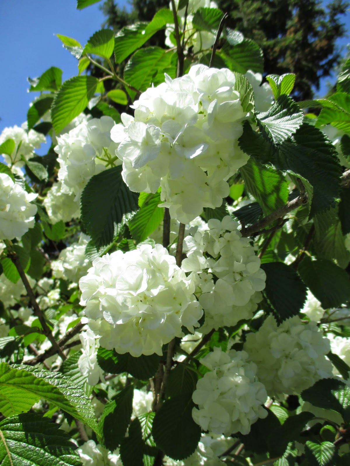 Viburnum Plicatum F Tomentosum Mariesii Hortensias