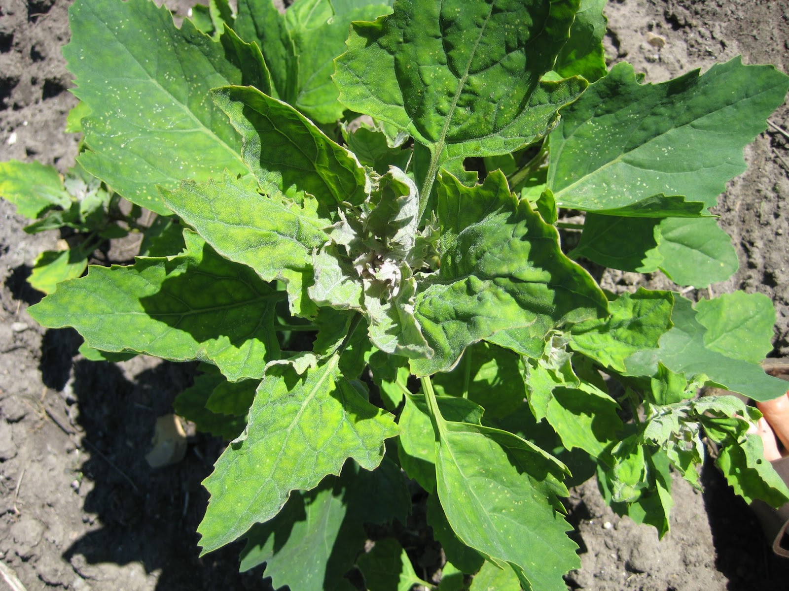 The Batata Gardener February 2016