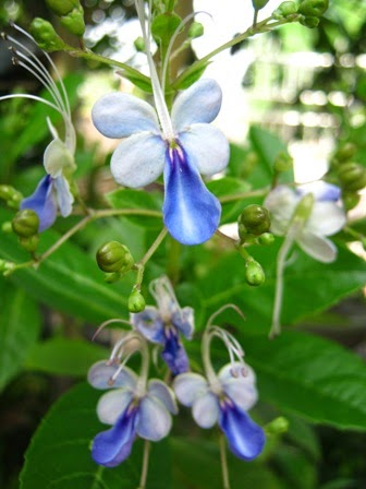 Real World Gardener Blue Butterfly Bush N Plant Of The Week