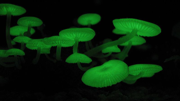 Mycena chlorophos - Mushroomy Inspiration