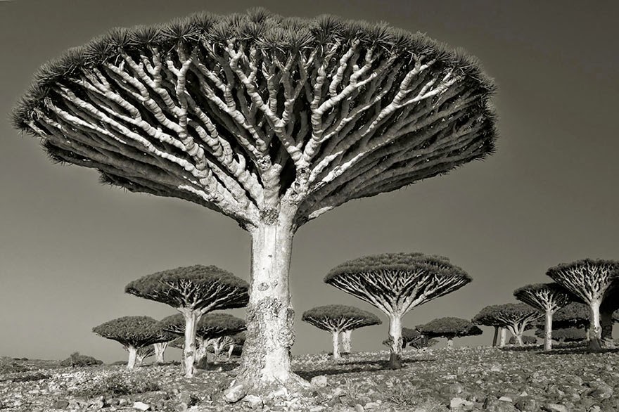 Fotos fantásticas das mais antigas árvores do mundo