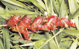 gambar jahe merah manfaat jahe merah