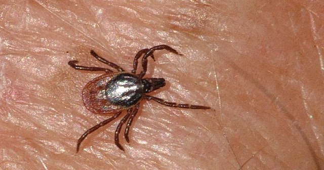 Tick dating fit lifestyle