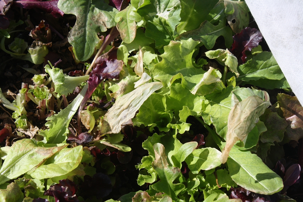 The Edible Garden December 2011