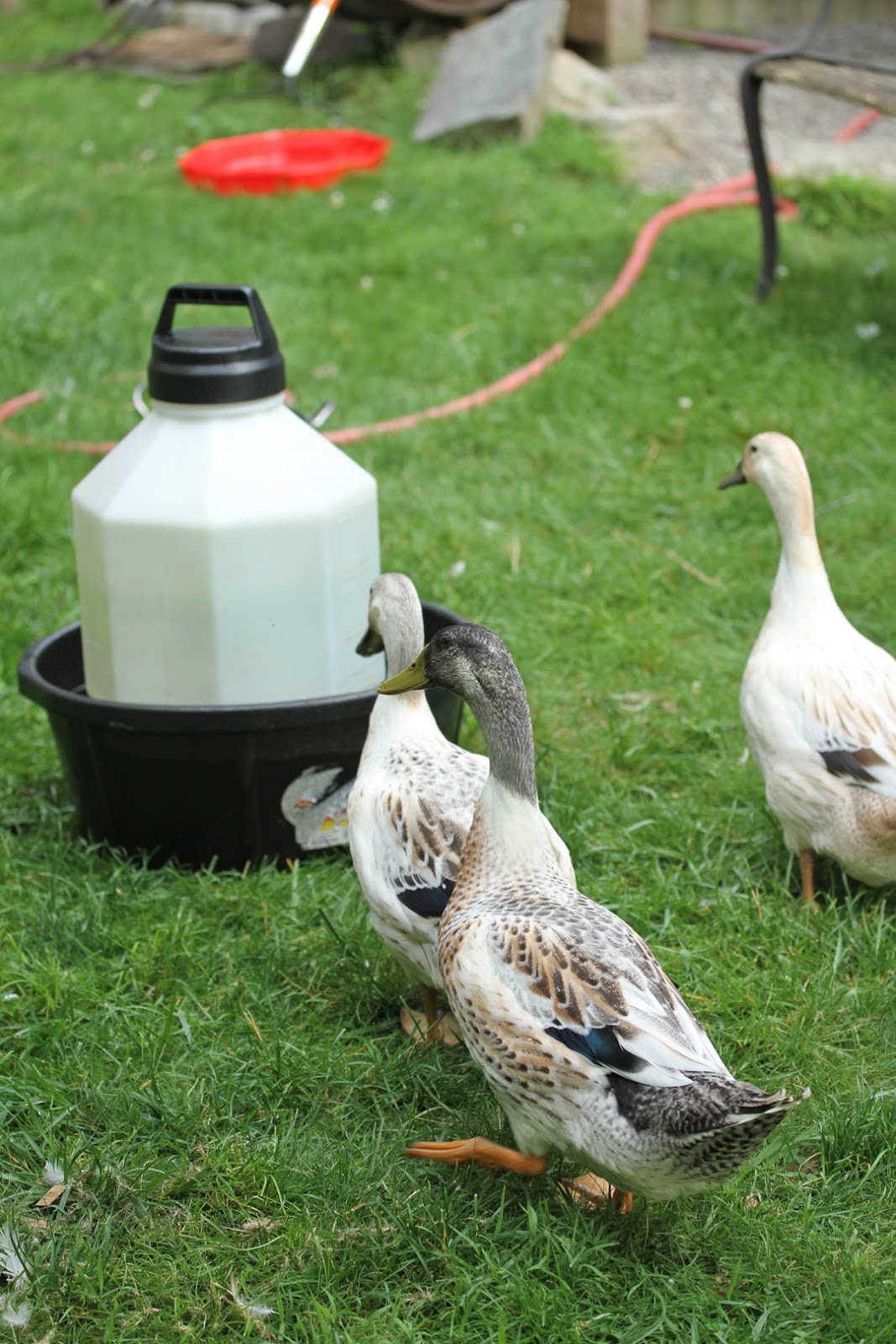 Makin' it with Frankie Watering Solution for Ducks
