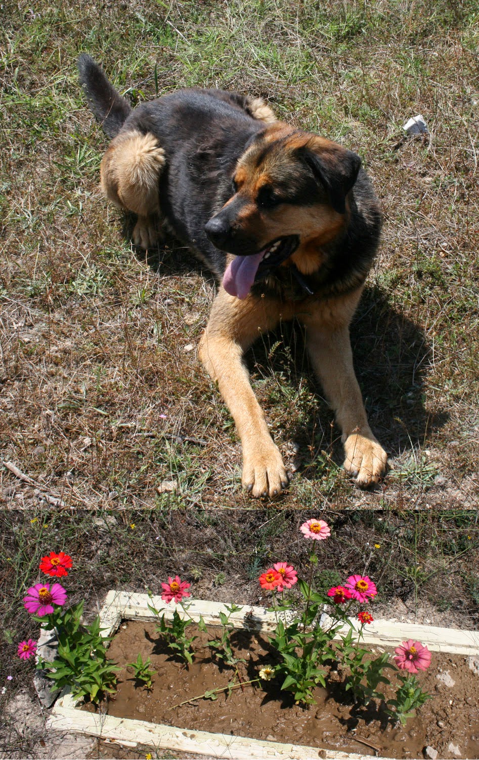 Rambo just after not destroying the Zinnias Rambo just after not destroying the Zinnias
