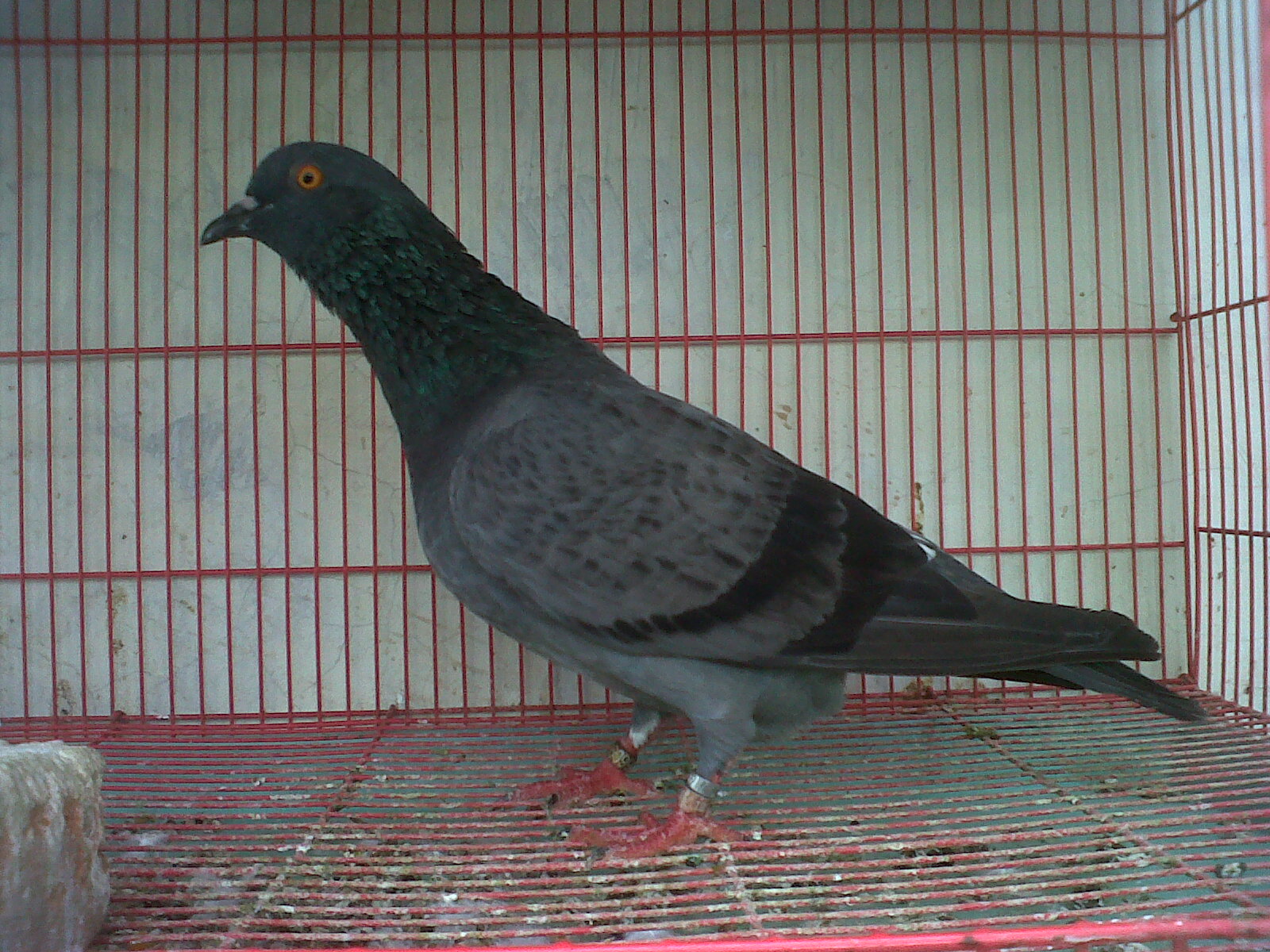 MERPATI BALAP - (UYUD-RUMI)