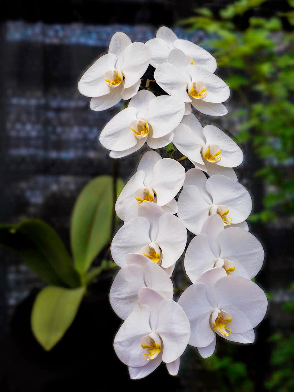 Jim Cox Photos Edmonton Orchid Show