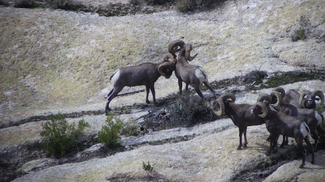 Arizona%2BDesert%2BBighorn%2BSheep%2BHunting%2BThe%2BGnarly%2BRam%2Bwith%2BColburn%2Band%2BScott%2BOutfitters%2B18.JPG