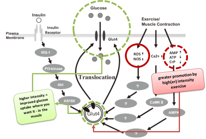 glycogen resynthesis after exercise effect of carbohydrate glycogen resynthesis after exercise effect of carbohydrate