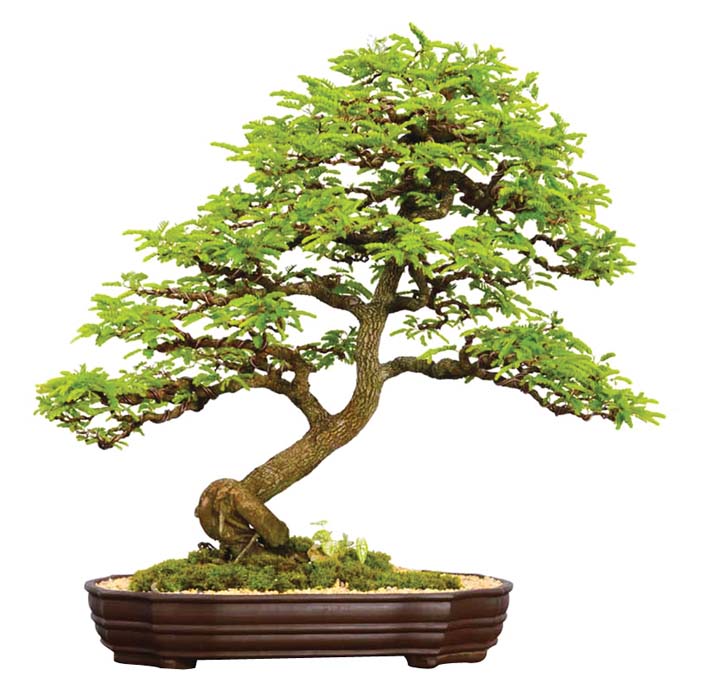 Bonsai Haven SPECIE SAMPALOK