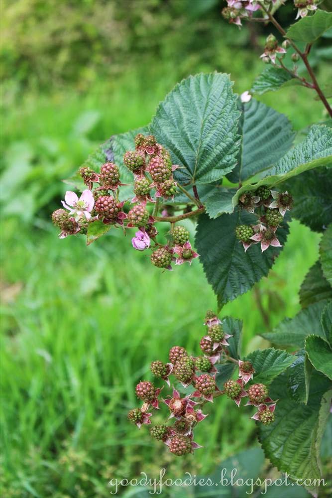 Southern Health Healing Garden Sindy