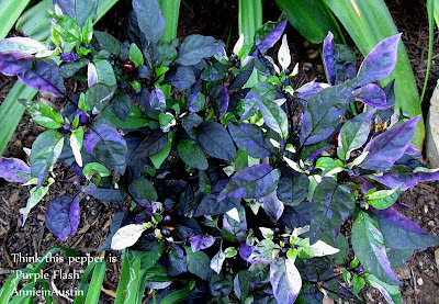 Annieinaustin maybe Purple Flash peppers