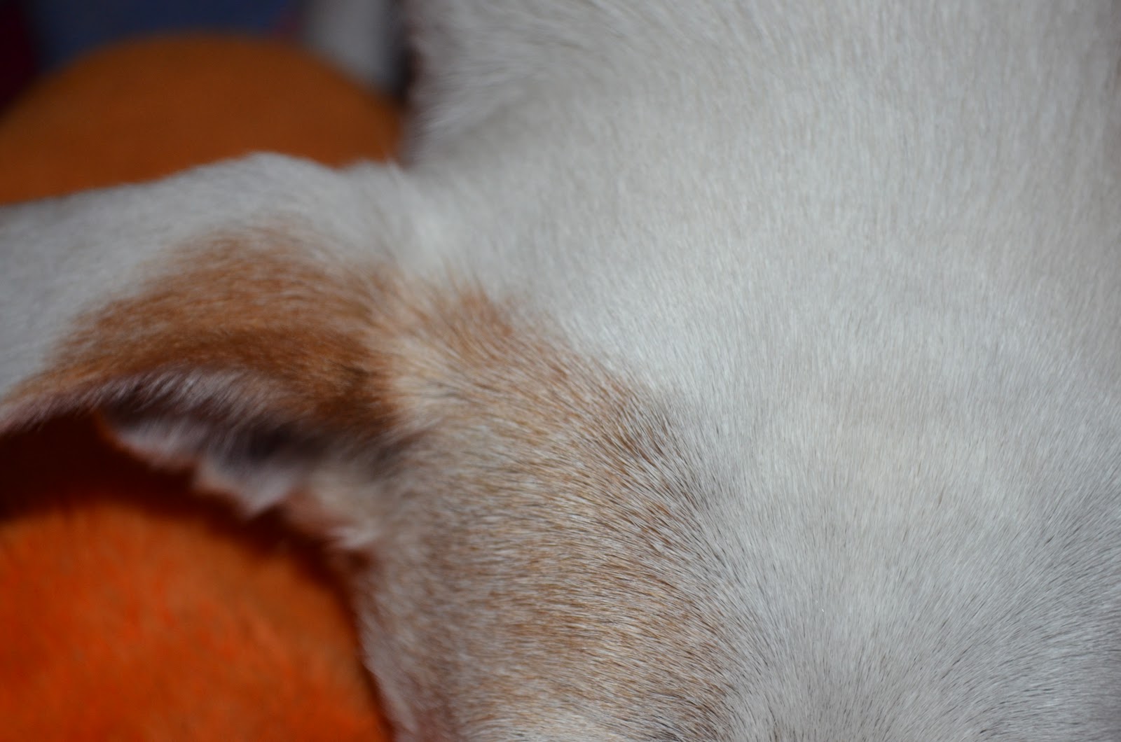 Heidi The Dog Blog October 2011