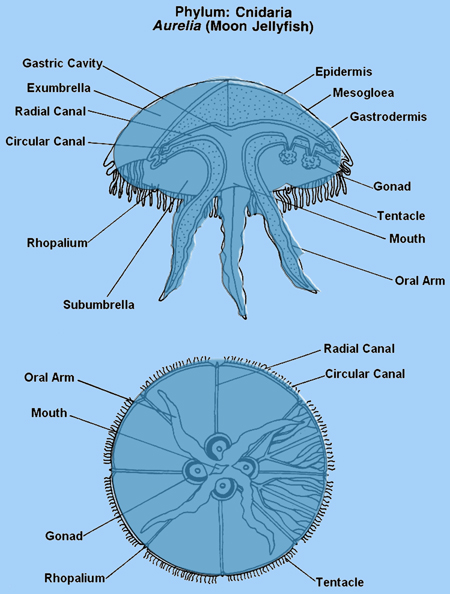 diagram of a jellyfish pin jelly fish coloring pages picture image by tag diagram of a jellyfish pin jelly fish coloring pages picture image by tag