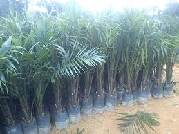 Benih Kelapa Sawit Mpob