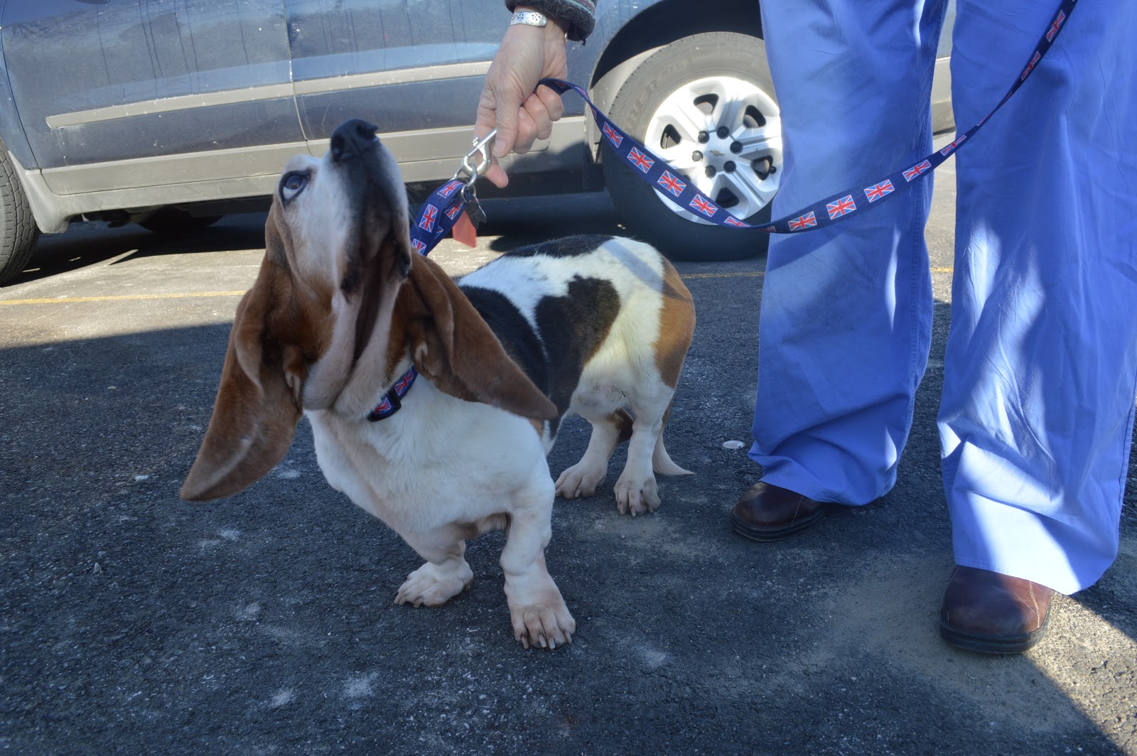 Senior Month ABC Basset Hound Rescue, Inc. of New York Basset Hound