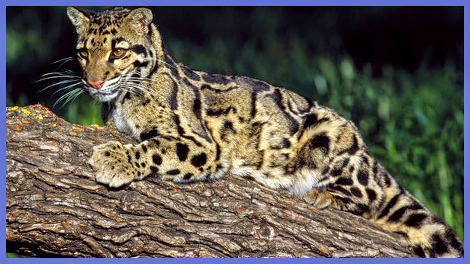 Re -Train Your Brain To Happiness: Clouded Leopard Cubs At Houston Zoo