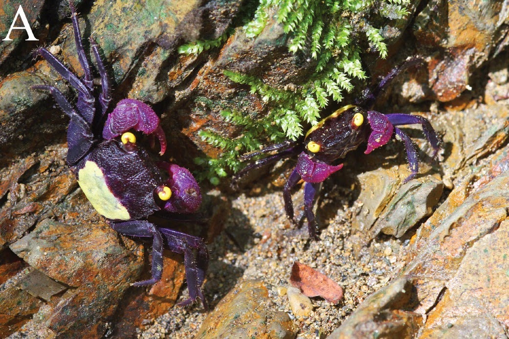 Sciency Thoughts Two new species of Vampire Crabs from Central Java.