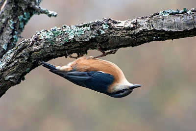 down upside bird paolo ridolfi hanging wild keep let aperture value link