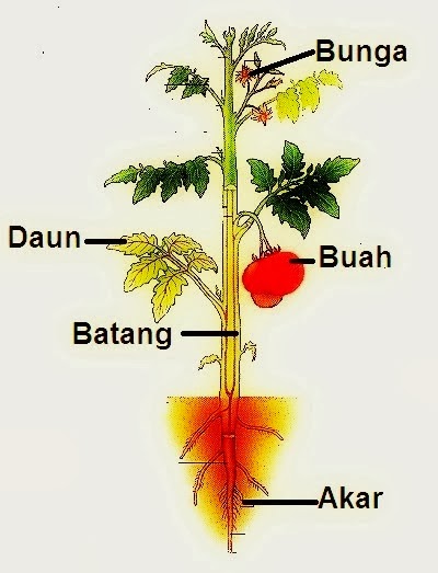 Tumbuhan Bagian Bagian Tumbuhan Dan Fungsinya