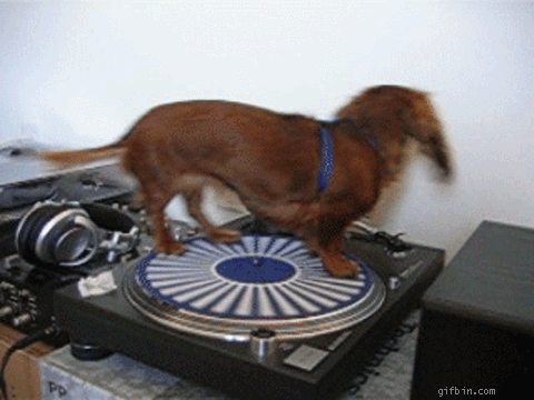 Funny dogs and puppies: Funny dogs animated gif