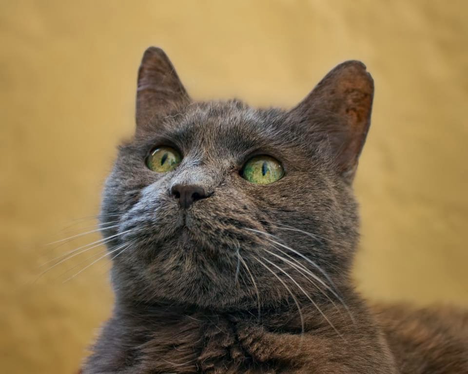 Can A New Food Cause Drooling In Cats Can A New Food Cause Drooling In Cats
