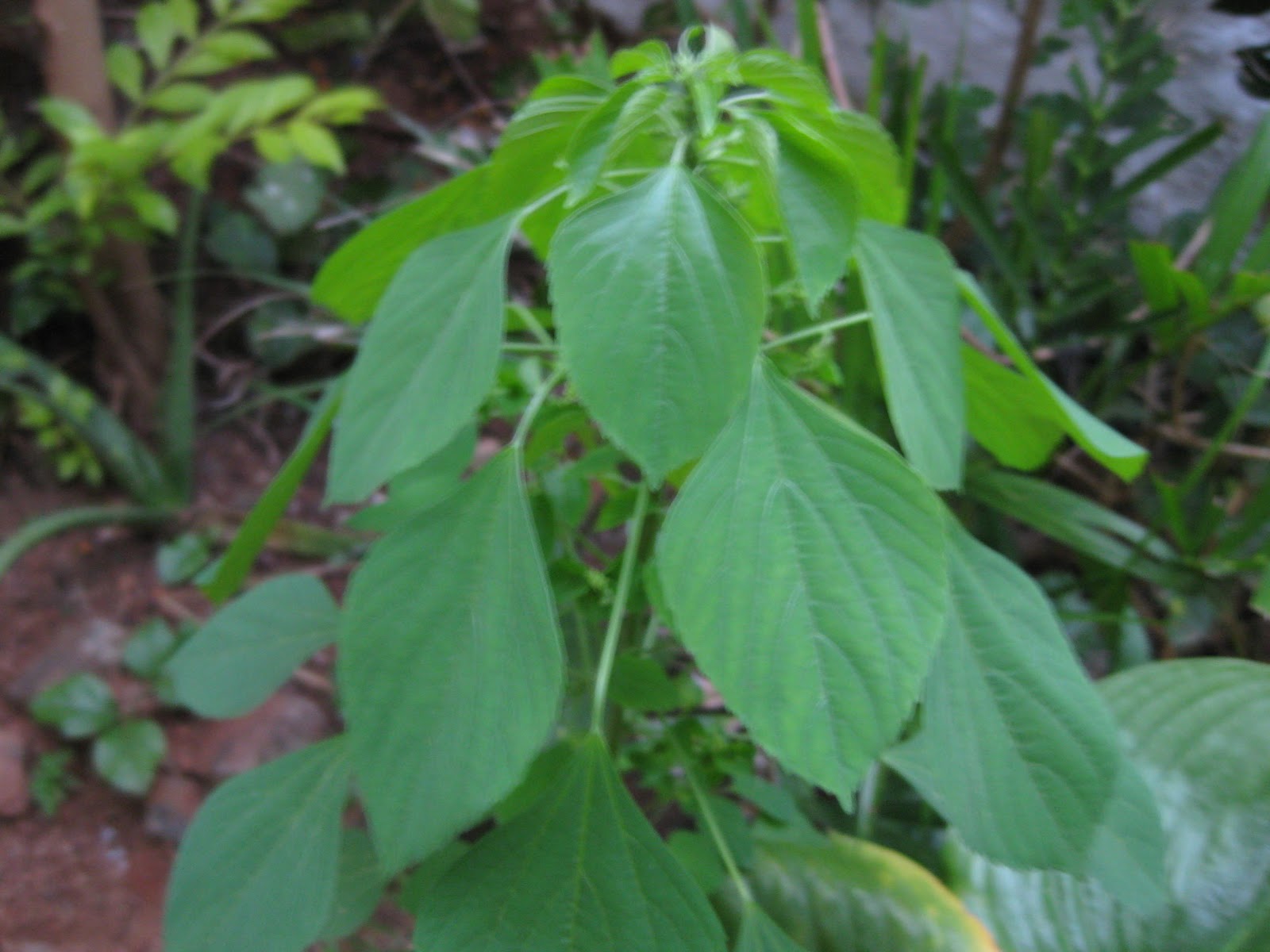 whatplantisthis Kuppaimeni