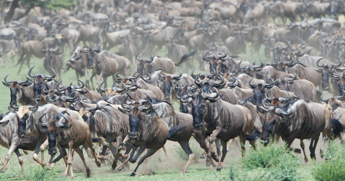Back in the U.S.A. Migration of the Wildebeest