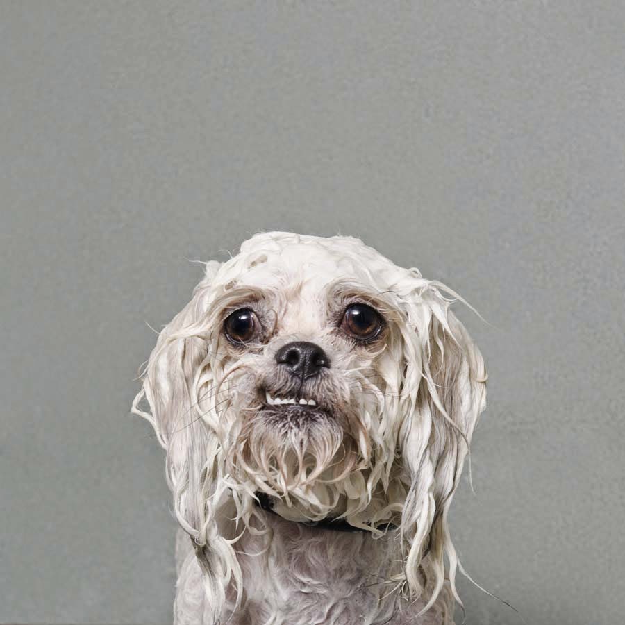 wet-dogs-(3).jpg