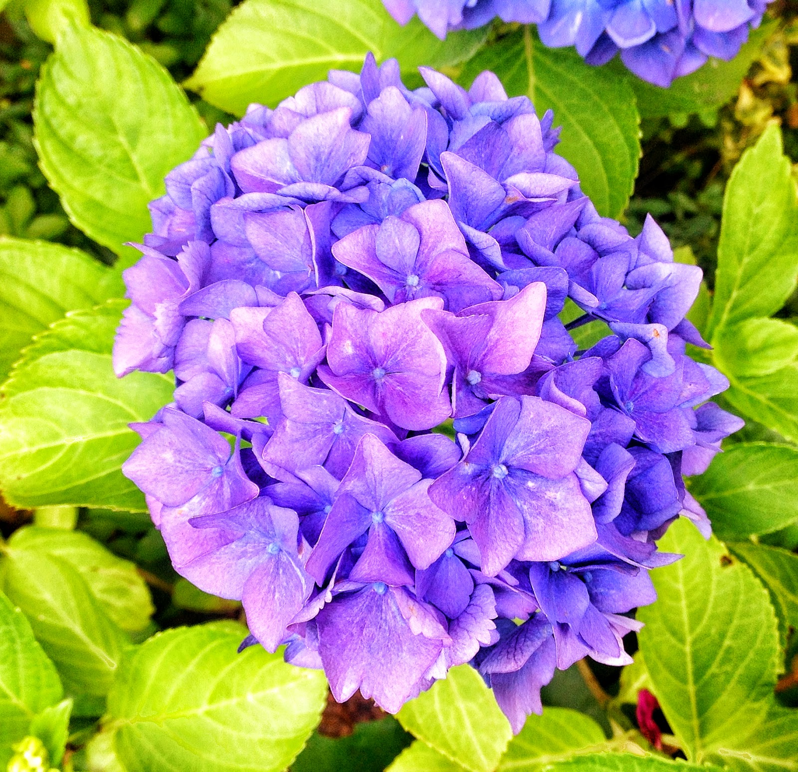 Das Blaue Haus Juli 2014