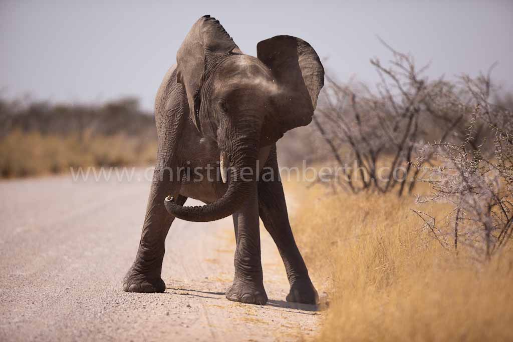 I Love Baby Elephants Elephant Sketch Cartoon Drawings Cute