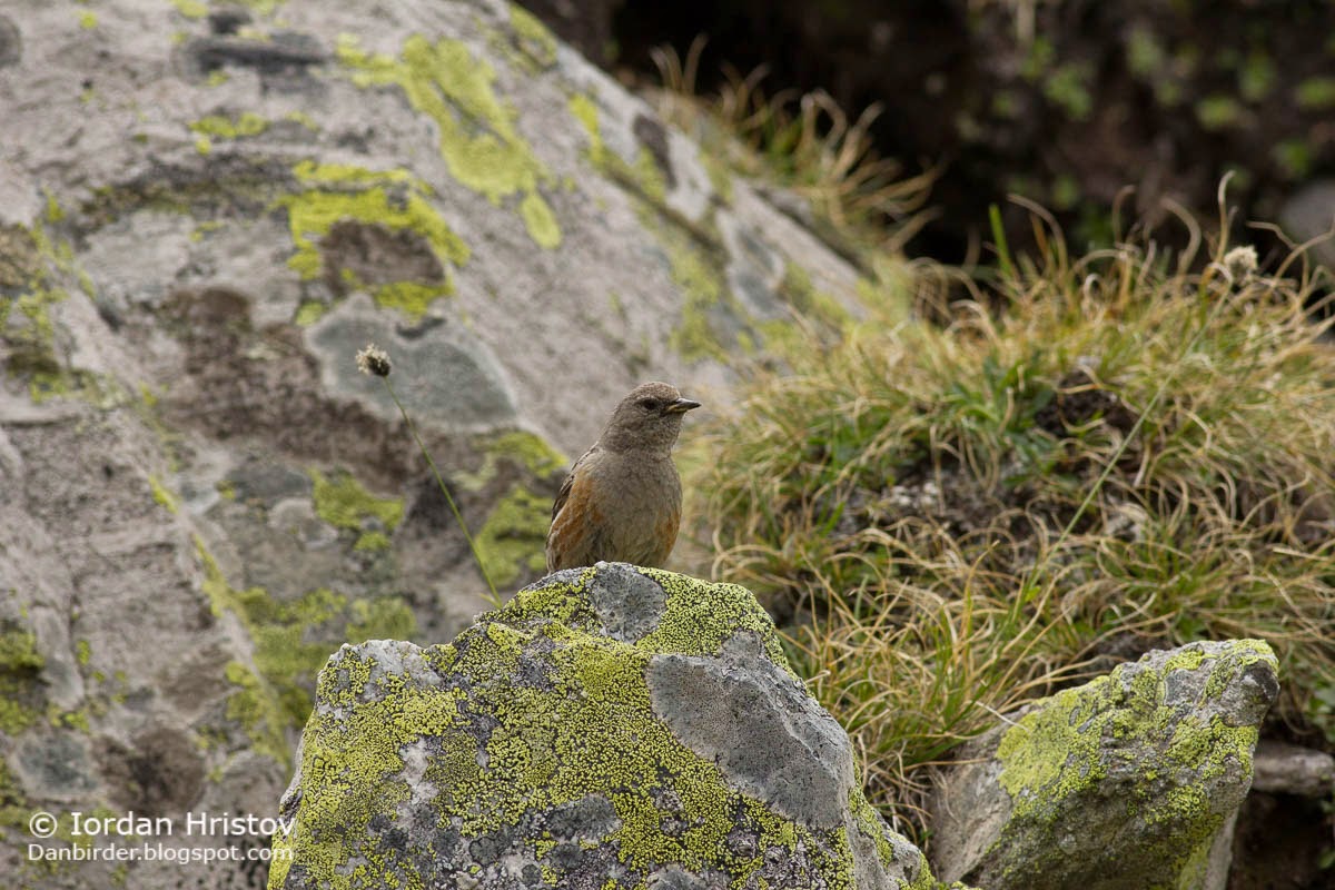 Alpine Accentor Prunella collaris, copyright Iordan Hristov bird photography in Bulgaria