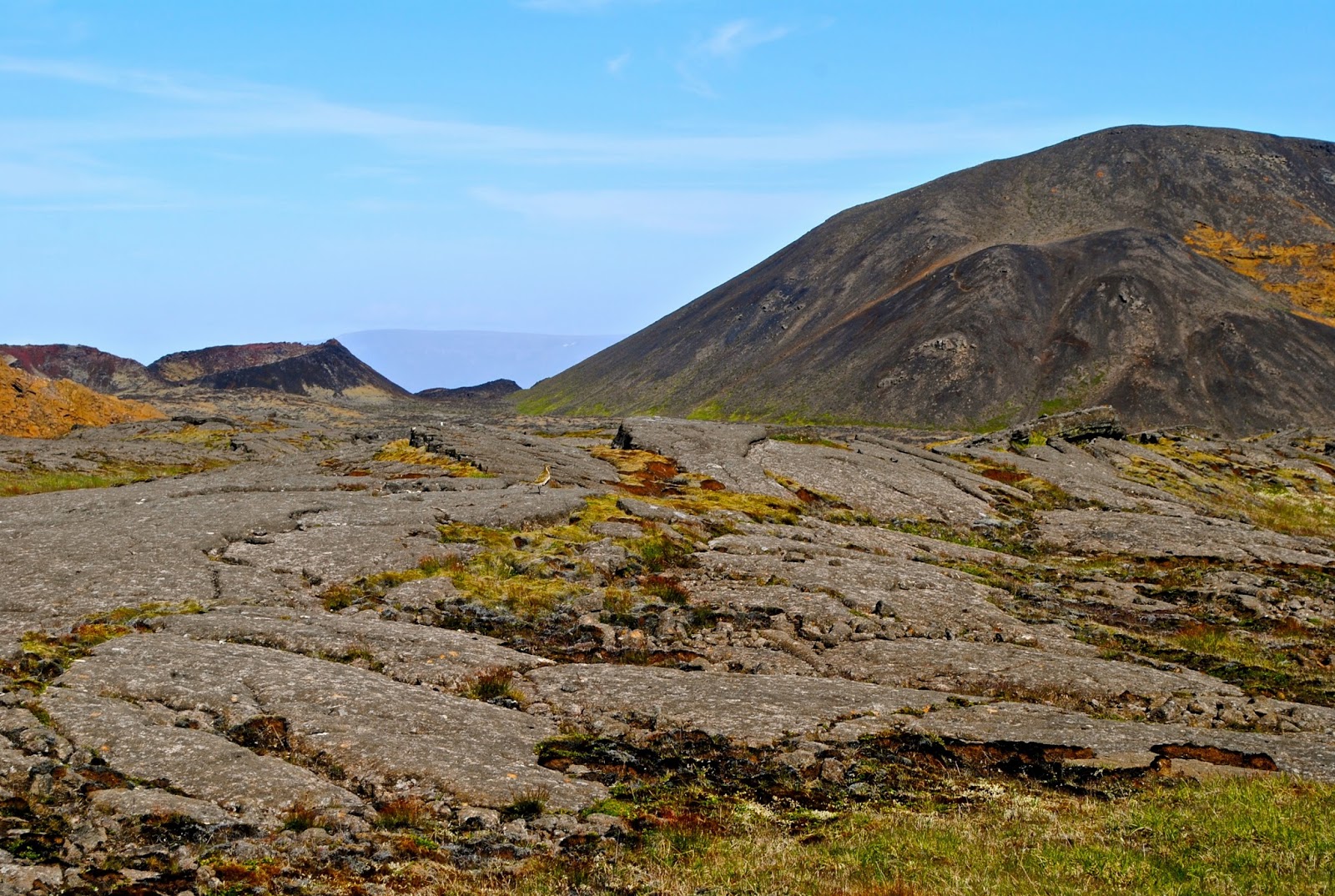 My Journey Inside the Thrihnukagigur Volcano in Iceland with Grayline Iceland - Golden Plover