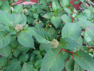 Shade Coleus