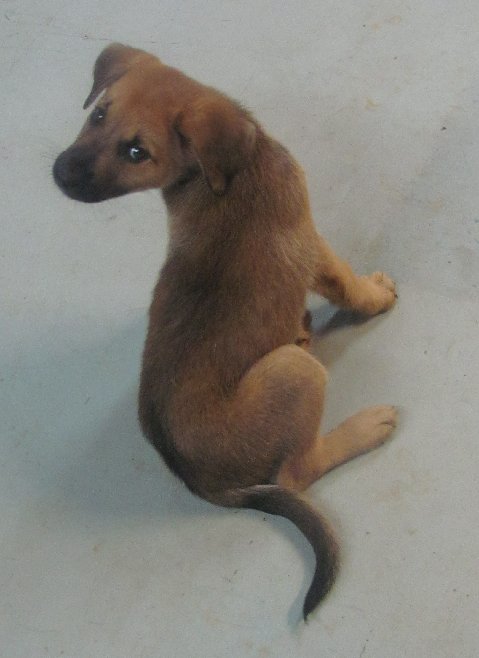 Big Fluffy Dog Rescue