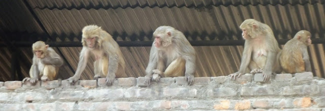 Pashupatinath Temple Monkeys